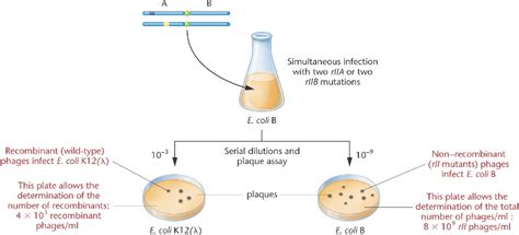 cistron.html 06_22-cistron.jpg