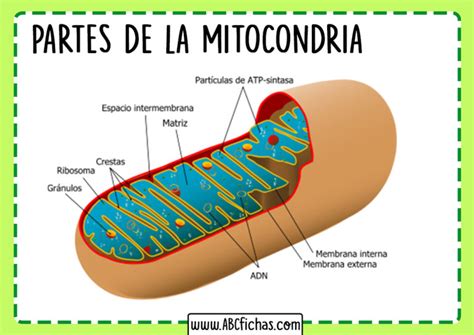 La Mitocondria Funcion Estructura Y Partes Que La Componen