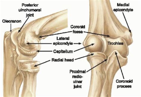 MSK Elbow Flashcards Quizlet