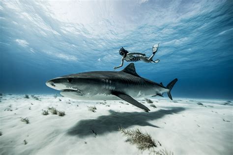 10 Photos That Will Make You Want to Dive Tiger Beach in the Bahamas