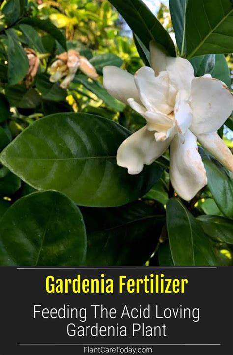 Gardenia fertilizer how to feed the acid loving gardenia plant – Artofit