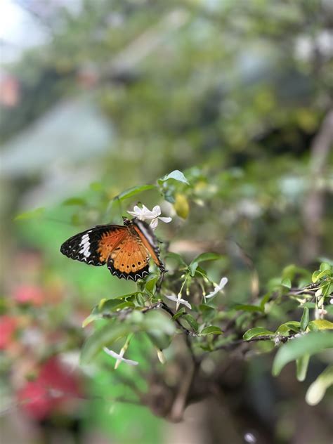 Butterfly Garden at Changi Airport, Singapore : r/pics