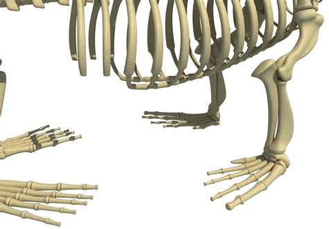 Sea Lion Skeleton 3D Model – 3D Horse