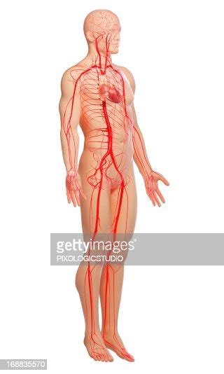 Human Arteries Artwork High Res Vector Graphic Getty Images