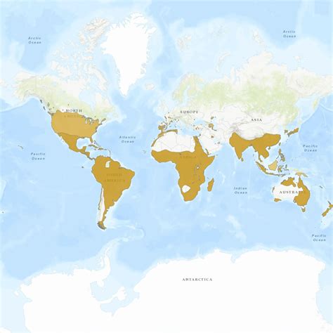 Definitive Guide To Cattle Egret Facts, Habitat, Conservation Status