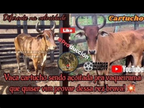 vaca cartucho sendo açoitada pra vaqueirama que quiser vim provar dessa