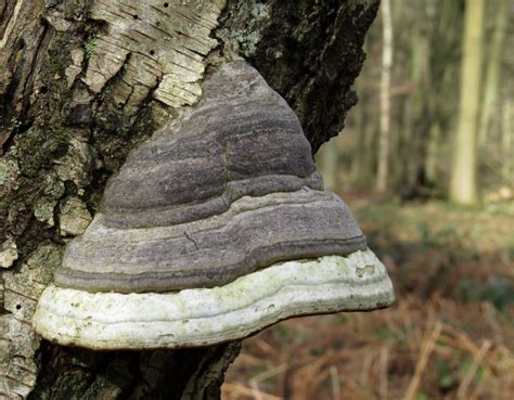 Fomes fomentarius (Tinder Fungus): 5 Science Backed Benefits & Uses