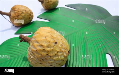 Ramphal Also Known As Wild Sweetsop Annona Reticulata Ram Falwild