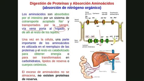 Metabolismo De Amino Cidos Y Compuestos Nitrogenados Youtube