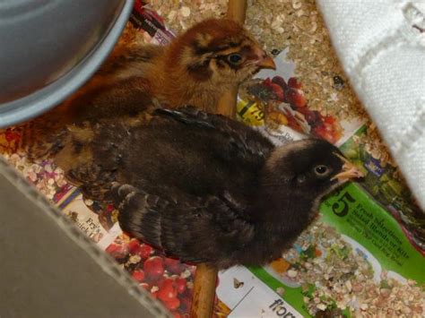 Is This A Black Sex Link Male BackYard Chickens Learn How To Raise Chickens