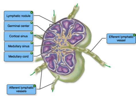 McGraw Hill Chapter 21 Lymphatic System Flashcards Quizlet