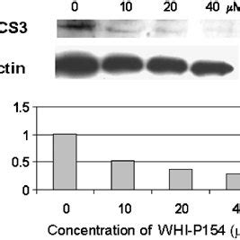 Western Blot Analysis Showing Coexpression Of SOCS3 And PSTAT3 In ALK