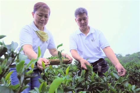 傳承父親50年製茶經驗 茶農第6代周育成獲三峽碧螺春特等獎 新北市 自由時報電子報