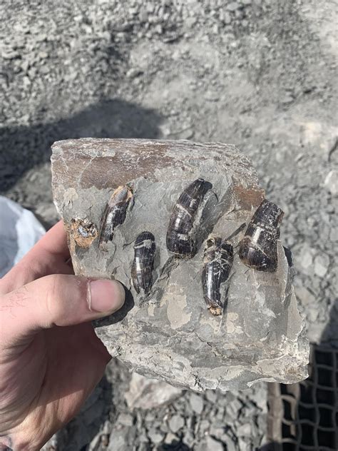 mosasaurus teeth 🦷 : r/FossilPorn