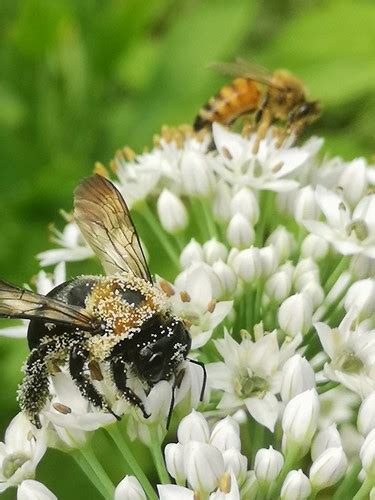 Carpenter Bee Xylocopa Virginica Covered In Pollen Visitin Flickr