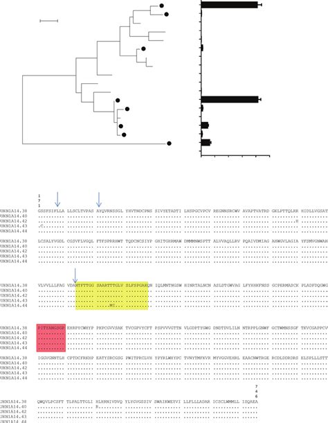 Hcvpp Infection Mediated By E E Genes Of Closely Related Members Of