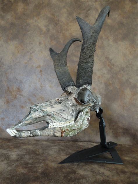 Pronghorn Skull Prairie Ghost Camo Dip Antlers Artwork Antelope Skull