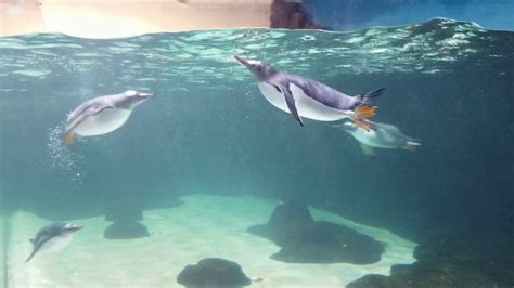 Sea Life Melbourne Aquarium Penguins 12 Youtube