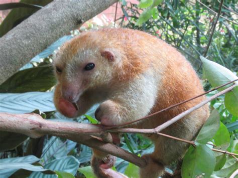 Silky anteater | Meet the smallest anteater in the world - Great Big Story