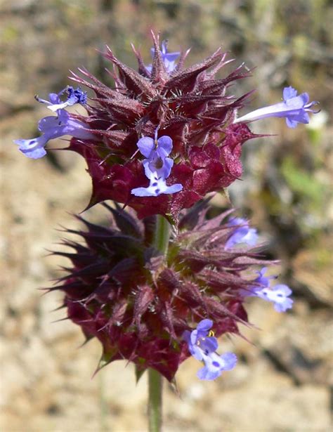 Desert Chia Salvia Columbariae