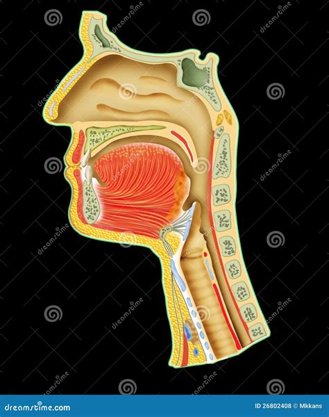 Human Respiratory System Royalty Free Stock Photos - Image: 26802408