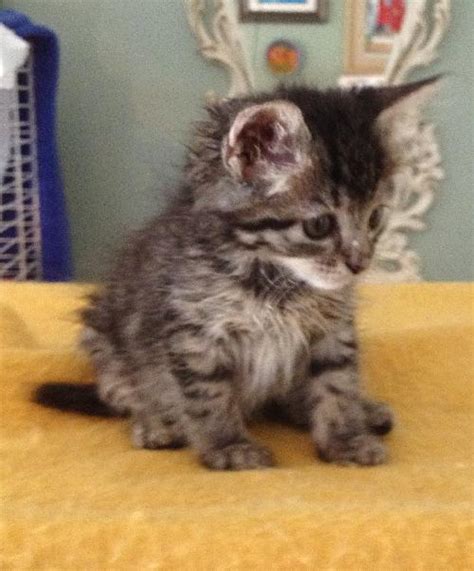 Maine Coon Tabby Kittens Web Page