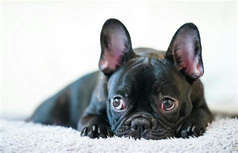 Types of French Bulldogs: Colors and Patterns Simplified