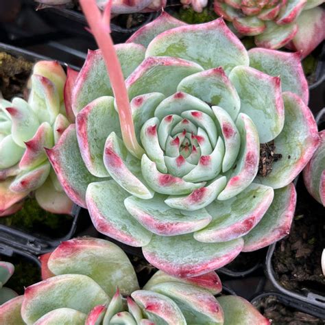 Echeveria Casio Original Let Love Grow Succulent And Cactus