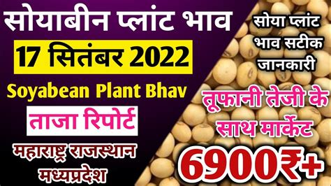 17 सितंबर सोया प्लांट भावआज का सोयाबीन भावsoya Plant Bhavsoyabean