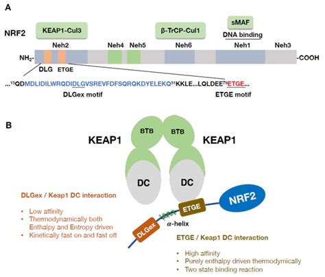 Figure From Multifaceted Roles Of The Keap Nrf System In Cancer And