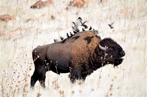 The Largest Bison Ever Caught in Oklahoma - A-Z Animals