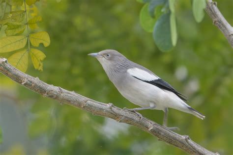 White Shouldered Starling Birds Of Singapore