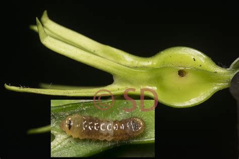 Green Flash Common Caterpillars Of Hong Kong Inaturalist