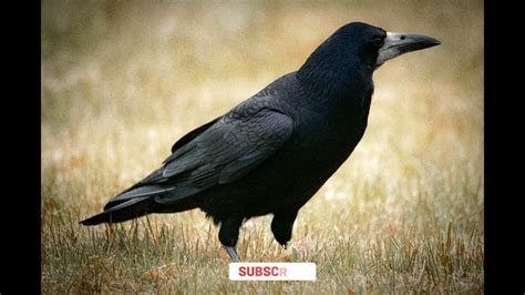 Black Crow Sound Effect Hd Quality A Crow Caws A Crows Hoarse Voice