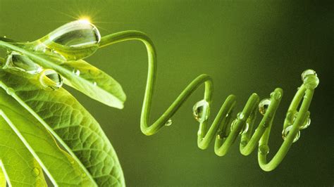 Breakthrough in photosynthesis boosts plant growth up to 30%