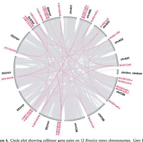 Circle Plot Showing Collinear Gene Pairs On 12 Brassica Napus Download Scientific Diagram