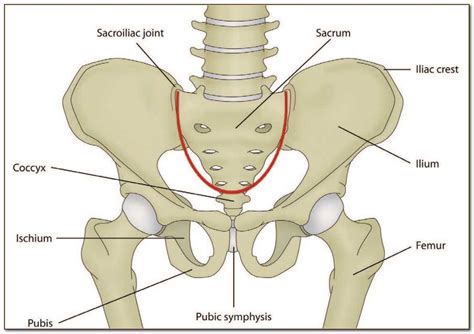 ultimate guide  understanding  bones   pelvis  detailed
