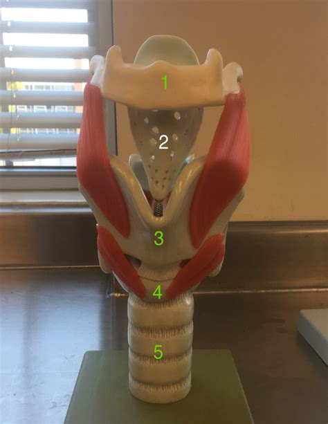 Ans Larynx Model Diagram Quizlet