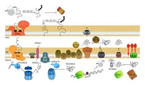 Mitochondrial Quality Control By Molecular Chaperones And Proteases