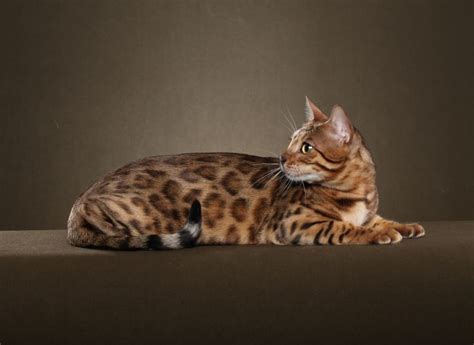 Bengal Brown Tabby Spotted | bestcatteryinfo