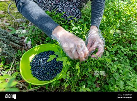 Collecting Forest Berries In The Forest Harvesting Fruit In The Forest