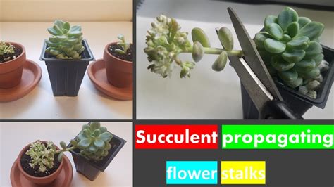 How To Propagating Succulent From Flower Stalks Youtube