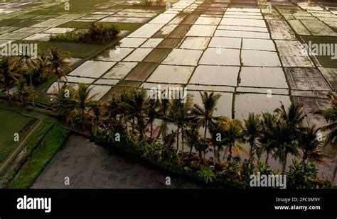 Sunset Landscape Of Bali With Rice Paddy Fields And Coconut Palm Trees