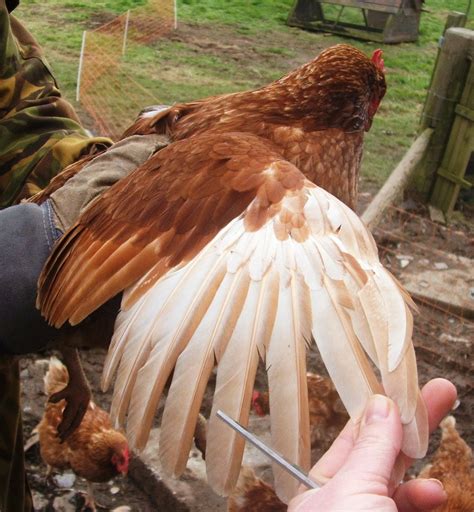 3 Simple Steps To Clipping A Chickens Flight Feathers Chickens