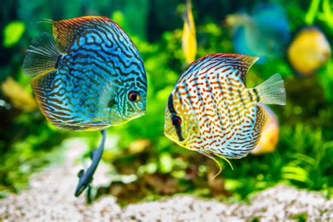 12 Colorful Freshwater Fish to Enhance Your Aquarium