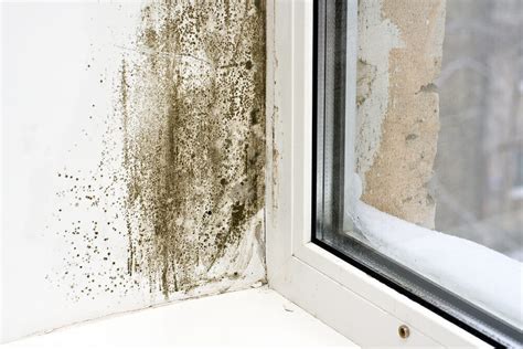 What To Do About Mold On Windows Modernize