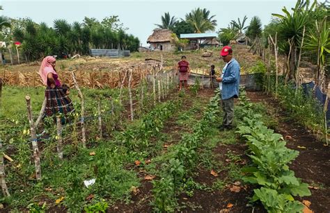 Implementan Control De Plagas En Huertos Gobierno De Guatemala