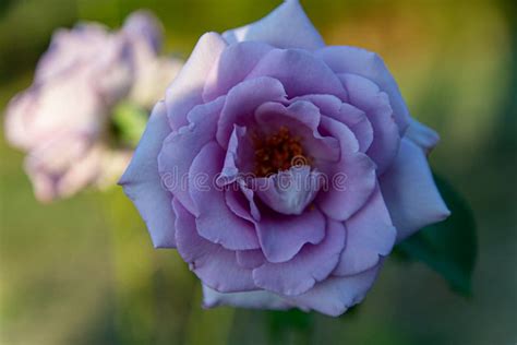 Pink And Purple Roses Bloom In The Rose Garden On The Background Of