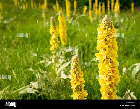 Verbascum Thapsus Or Great Mullein Flowering In Bloom Growing In