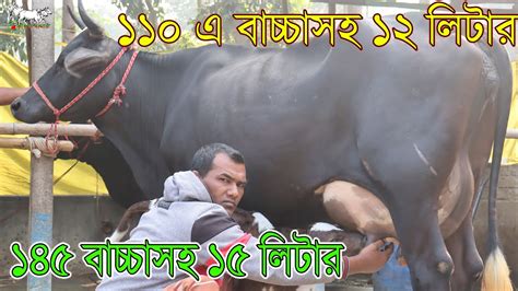 ১১০ হাজারে বাচ্চাসহ ১২ লিটার ১৪৫ হাজারে বাচ্চাসহ ১৫ লিটার ১৯০ হাজারে ১৭ লিটার সহ বাচ্চাসহ গাভী